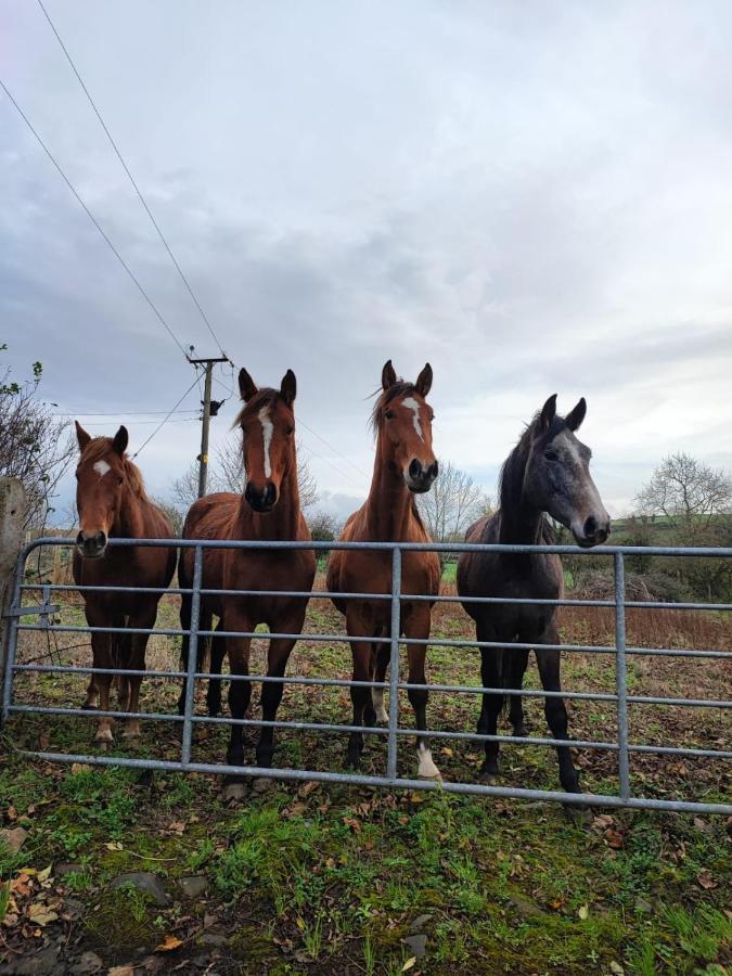 The Stable Springmount Accommodation Dromara Exterior foto